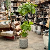 ������� ���տ�ʪ���ե����� ����٥顼��*ȭ���С�  ���۾��� ���ʤ��Ϥ� �緿�������