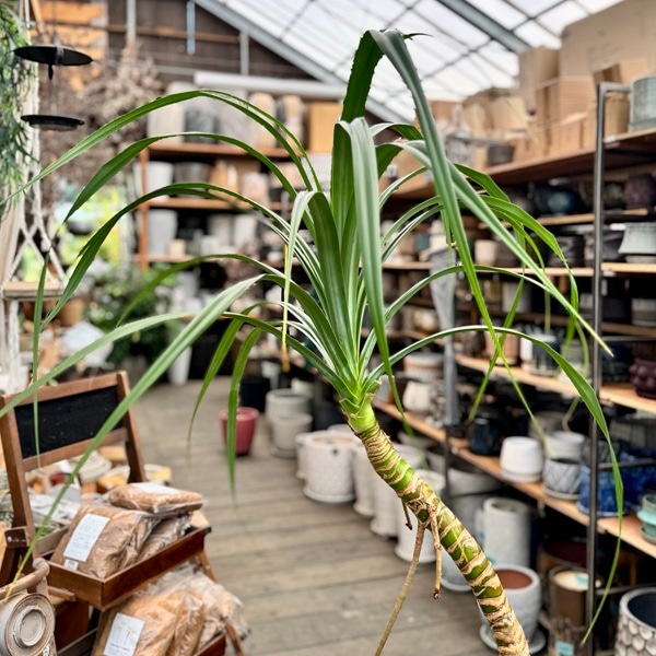 おしゃれ 観葉植物：パンダナス とげなしタコノキ*蛸の木 鉢植え 受皿