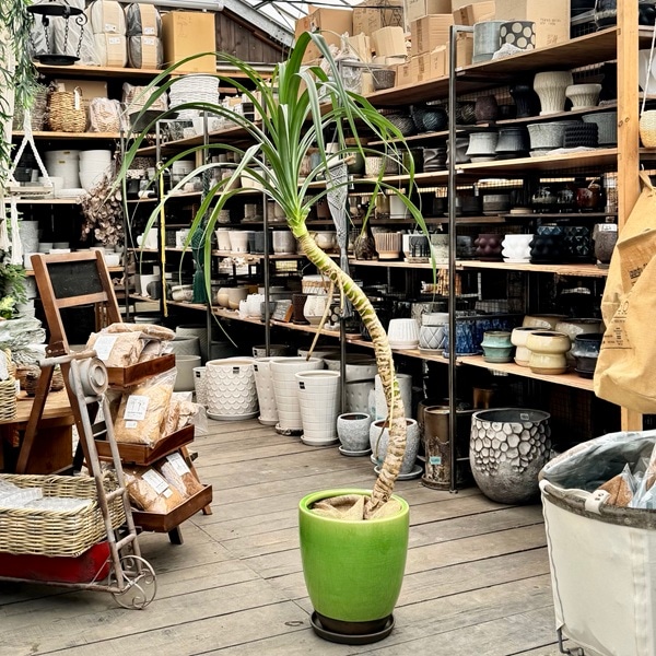 おしゃれ 観葉植物：パンダナス とげなしタコノキ*蛸の木 鉢植え 受皿