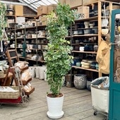 ������� ���տ�ʪ���ݥꥷ�㥹 �ޥ륮�ʡ���*���饢����ȭ���� ������ �С������å� ���ʤ��Ϥ� �緿����������