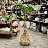 ������� ���տ�ʪ���ե����ǥ�ɥ���  �������� ȭ���С�*�緿����������