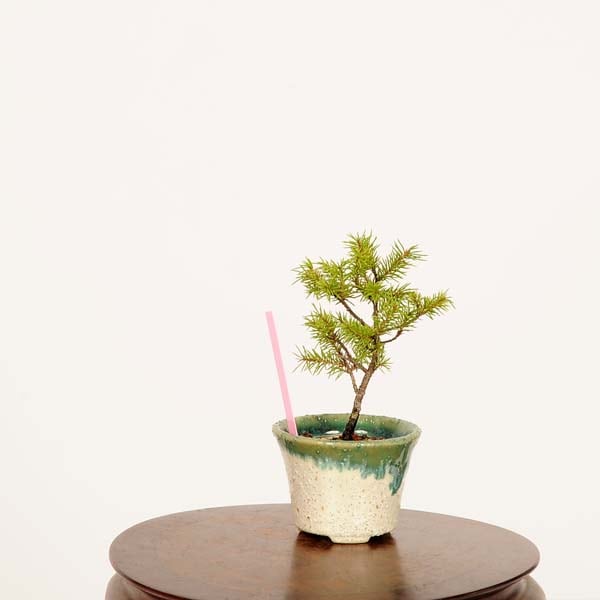 盆栽:蝦夷松*現品 一点物 えぞまつ エゾマツ Ezomatsu bonsai 盆栽:蝦夷松*現品 一点物 えぞまつ エゾマツ Ezomatsu bonsai