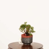 �ߺϡ��Ჵ�����Ĥ�������*������ĥ���satsuki ��bonsai �ߥ��ߺ�