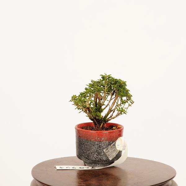 盆栽：早乙女さつき 現品*皐月 サツキ satsuki bonsai ミニ盆栽 | 新着