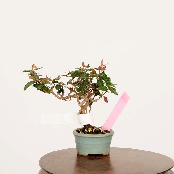 盆栽：縮緬葛（チリメンカズラ）*現品 一点物 ちりめんかずら Kazura