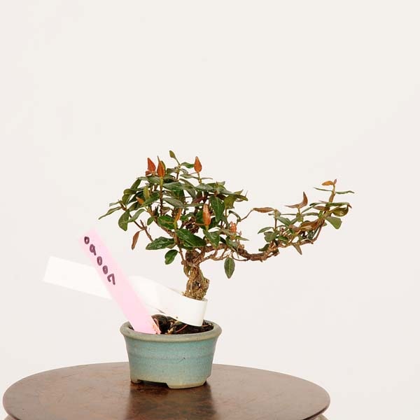 盆栽：縮緬葛（チリメンカズラ）*現品 一点物 ちりめんかずら Kazura