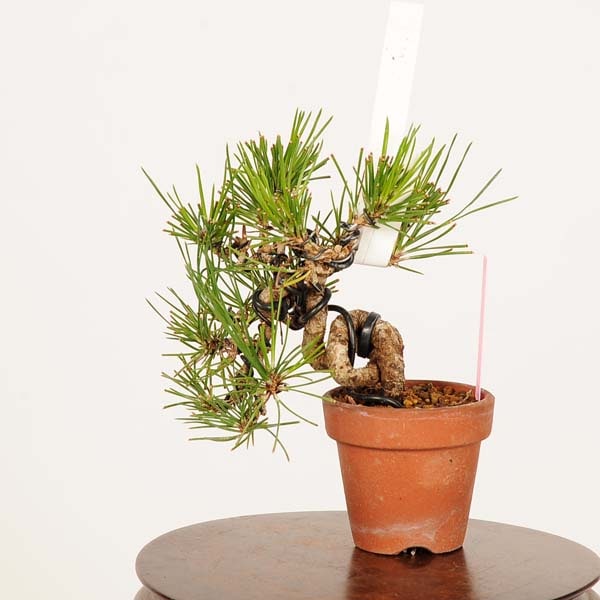 盆栽：三河黒松*現品 くろまつ クロマツ Kuromatsu bonsai ミニ盆栽