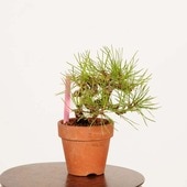 ߺϡϹ* ޤġޥġKuromatsu bonsai ߥߺ