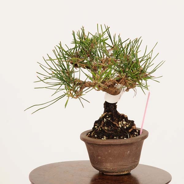 �ߺϡ����Ϲ���*���� �����ޤġ������ޥġ�Kuromatsu bonsai �ߥ��ߺ�