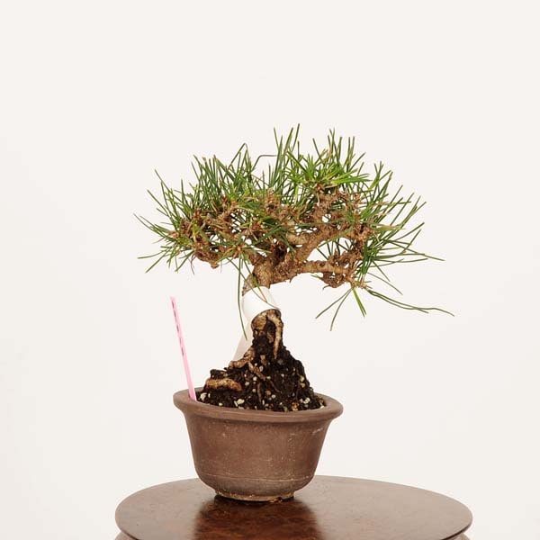 盆栽：三河黒松*現品 くろまつ クロマツ Kuromatsu bonsai ミニ盆栽