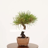 極上品　超極太　幹13cm　三河黒松　模様木　中品盆栽 【五葉松/赤松/真柏】 ミニ・小品盆栽,松柏 | 遊恵盆栽 本店