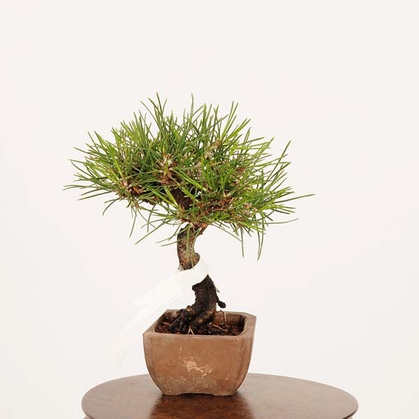 盆栽：三河黒松*現品 くろまつ クロマツ Kuromatsu bonsai ミニ盆栽