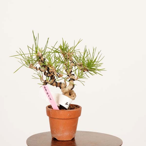 盆栽：三河黒松*現品 くろまつ クロマツ Kuromatsu bonsai ミニ盆栽