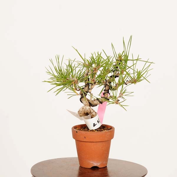 盆栽：三河黒松*現品 くろまつ クロマツ Kuromatsu bonsai ミニ