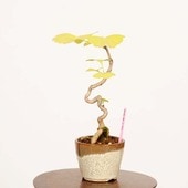 �ߺϡ����(�����祦)*���� ����ʪ �����礦 Icho bonsai  �ߥ��ߺ�