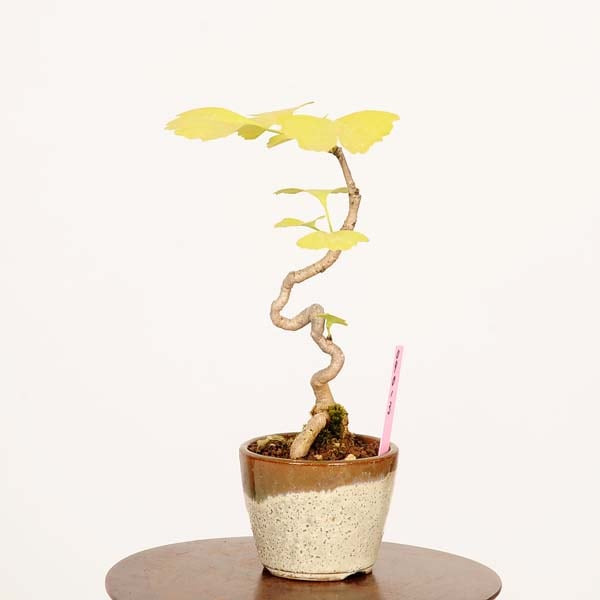 杏 盆栽：銀杏(イチョウ)*現品 一点物 いちょう Icho bonsai ミニ