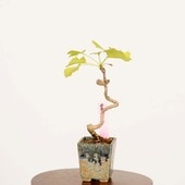 �ߺϡ����(�����祦)*���� ����ʪ �����礦 Icho bonsai  �ߥ��ߺ�