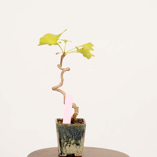 盆栽：銀杏(イチョウ)*現品 一点物 いちょう Icho bonsai ミニ盆栽