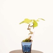 �ߺϡ����(�����祦)*���� ����ʪ �����礦 Icho bonsai  �ߥ��ߺ�