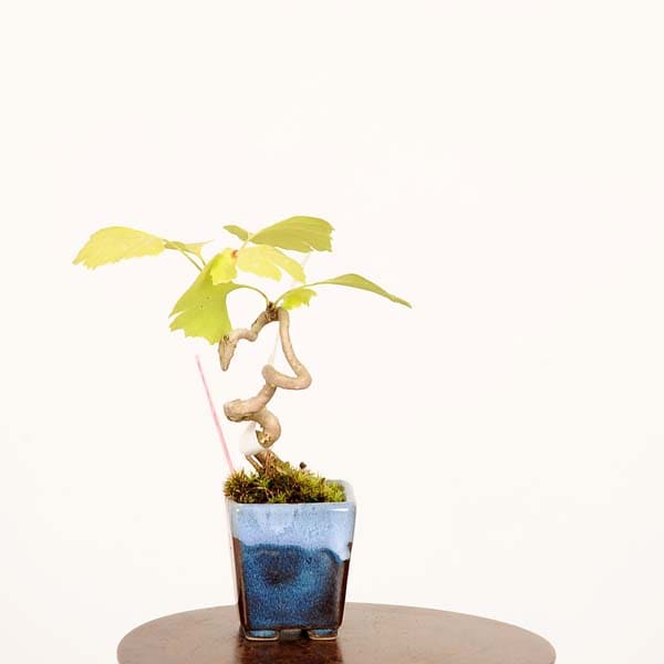 盆栽：銀杏(イチョウ)*現品 一点物 いちょう Icho bonsai ミニ盆栽