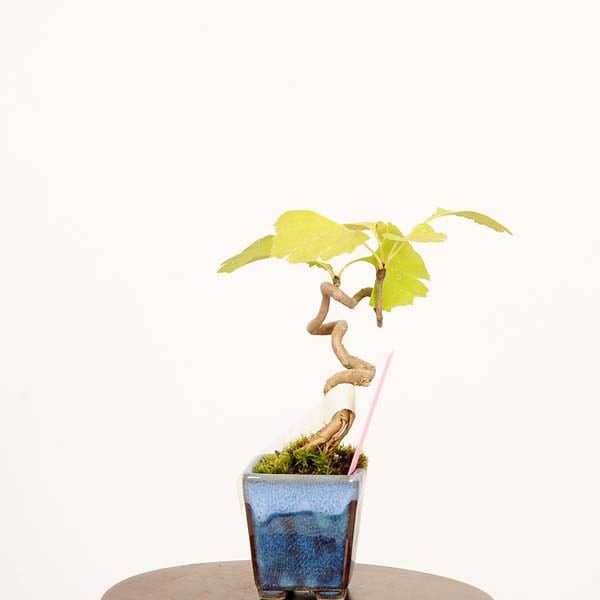 盆栽：銀杏(イチョウ)*現品 一点物 いちょう Icho bonsai ミニ盆栽