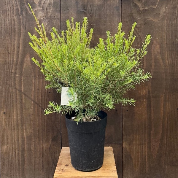 観葉 苗 花苗 鉢花：メラレウカ スノーインサマー*6号 Melaleuca