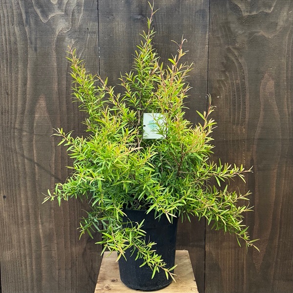 観葉 苗 花苗 鉢花：メラレウカ レモンティーツリー*6号 Melaleuca