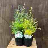 ���� �� ���� ȭ�֡��ʼ����٤� ���쥦��*�Ƽ� 3�� ��ܥ�塼����󥴡���� ��ǥ�����ƥ����ĥ꡼ ��åɥ����� �ƥ����ĥ꡼�ɥ�ॷ��С�