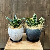 ������� ���տ�ʪ�����󥹥٥ꥢ ���꡼�󥰥��� ȭ���� ������*�����䥷���� ���󥻥٥ꥢ