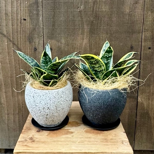 おしゃれ 観葉植物：サンスベリア グリーングランデ 鉢植え 受皿付
