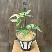 ������졡���տ�ʪ�����󥴥˥��ࡡ���ץ�å���ȥꥫ�顼*5���ߤ�ȭ �����䥷����