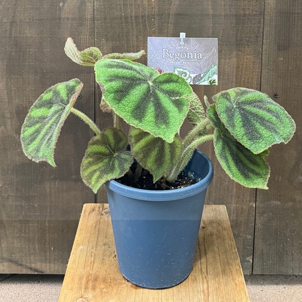 おしゃれ 観葉植物：ベゴニア マッソニアナマクラータ*Begonia