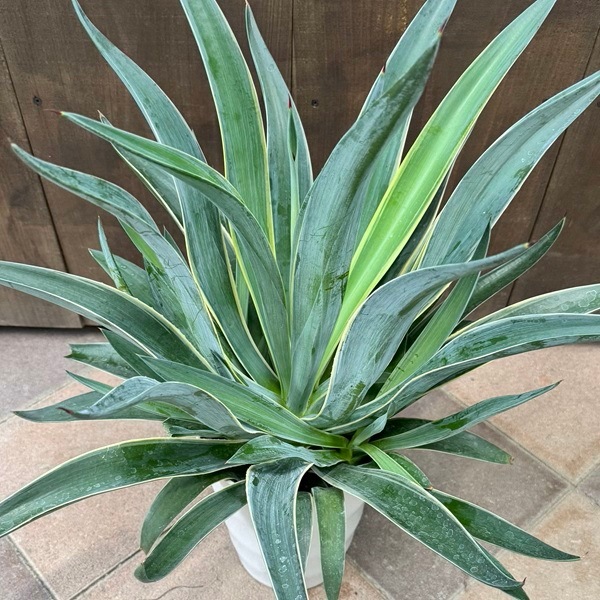 観葉植物：アガベ ベネズエラ 斑入り*デスメティアーナ 7号プラポット