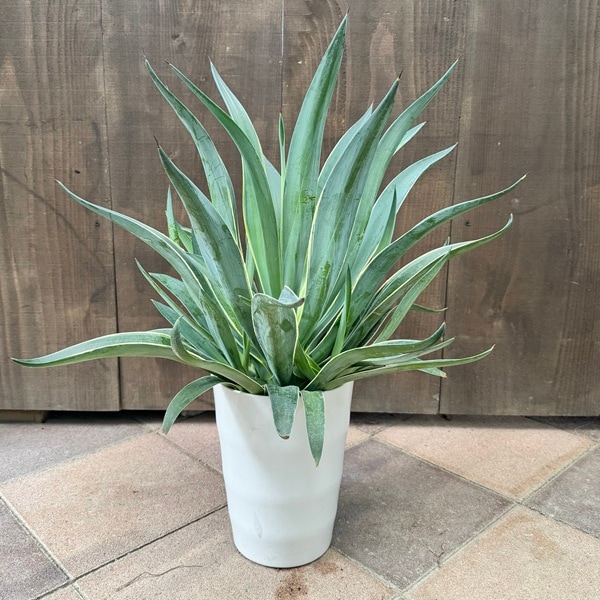 観葉植物：アガベ ベネズエラ 斑入り*デスメティアーナ 7号プラポット