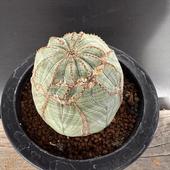 �����ǥå������桼�ե���ӥ������٥����᥹*��6��������ʡ����ʸ¤�