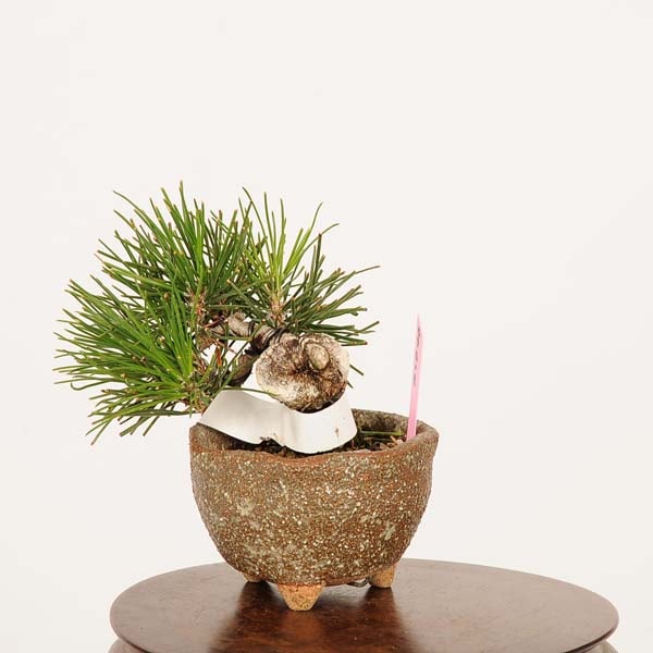 盆栽：三河黒松*現品 くろまつ クロマツ Kuromatsu bonsai ミニ盆栽