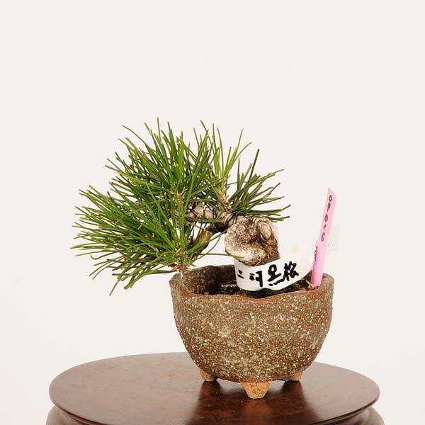 盆栽：三河黒松*現品 くろまつ クロマツ Kuromatsu bonsai ミニ