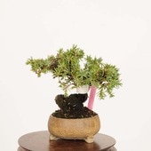 �ߺ� �������ξ�(�Ȥ��礦)������*�ȥ��祦 Juniperus rigida Tosyo bonsai�ߥ��ߺ�