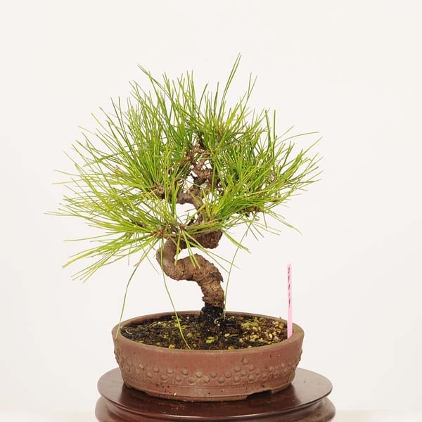 【大品　赤松盆栽】売約済　　　　⭕9/9到着指定、専用❗ 楽天市場】赤松 信州産山取 大型盆栽 （鉢：南蛮壺鉢） 【松