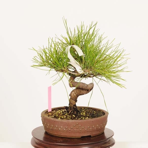 盆栽：赤松（アカマツ）*現品 あかまつ Akamatsu bomsai Pinus
