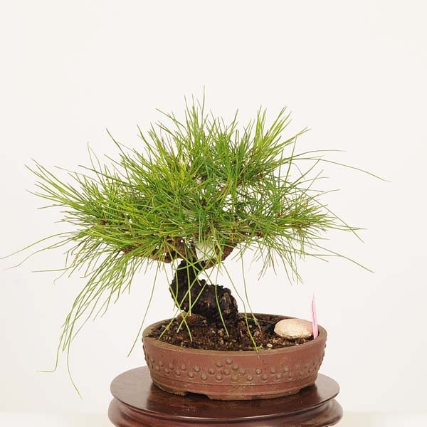 盆栽：赤松（アカマツ）*現品 あかまつ Akamatsu bomsai Pinus