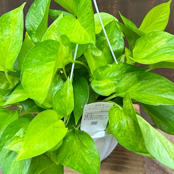 おしゃれ 観葉植物：ポトス テルノムーンライト*5号 吊り鉢 | 観葉植物