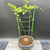 ���ò��������ǥå��������եꥫ����ε*������6��������ʡ����ʸ¤�