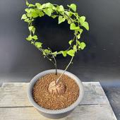 ���ò��������ǥå��������եꥫ����ε*������6��������ʡ����ʸ¤�