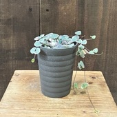 ������졡���տ�ʪ���ϡ��ȥ����顡��ǥ��ϡ���*�ץ�ݥå�