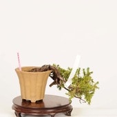 �ߺ� ���ξ�(�Ȥ��礦)������*�ȥ��祦 Juniperus rigida Tosyo bonsai�ߥ��ߺ�