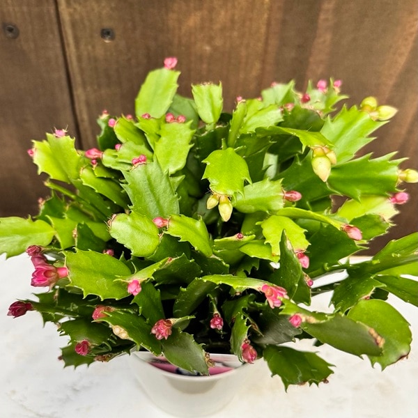 おしゃれ 観葉植物 選べる：デンマークカクタス コンペイト