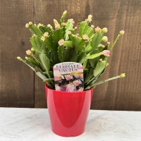おしゃれ 観葉植物 選べる：デンマークカクタス コンペイト