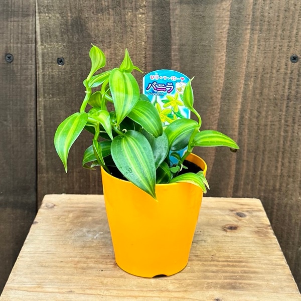 観葉植物：斑入りバニラ*3号 | 観葉植物 | 遊恵盆栽 本店