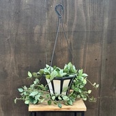 ������졡���տ�ʪ���ۥ� �������˥���*5���ߤ�ȭ